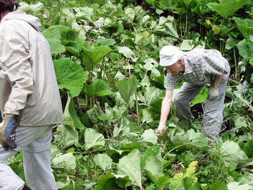 Beseitigen der Pestwurz mit der Sichel