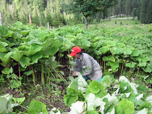 Beseitigen der Pestwurz mit der Sichel