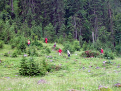 Entfernen der überzähligen Fichten von der Alm.