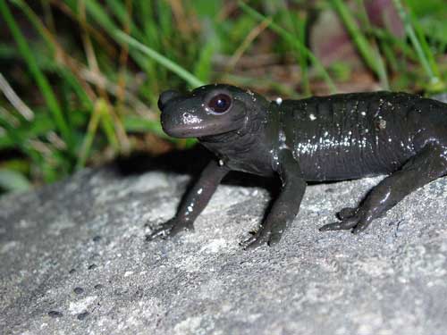 Ein hochalpines Fotomodell, der Alpensalamander.