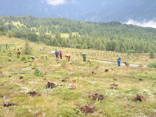 Die Aufforstungsfläche auf ca. 2000 Meter Seehöhe.