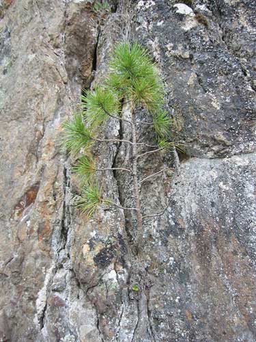 Eine kleine Lärche wächst aus einer Felsspalte.