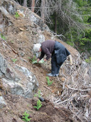 Pflanzen im Steilhang