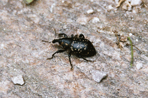 Der Große Braune Rüsselkäfer